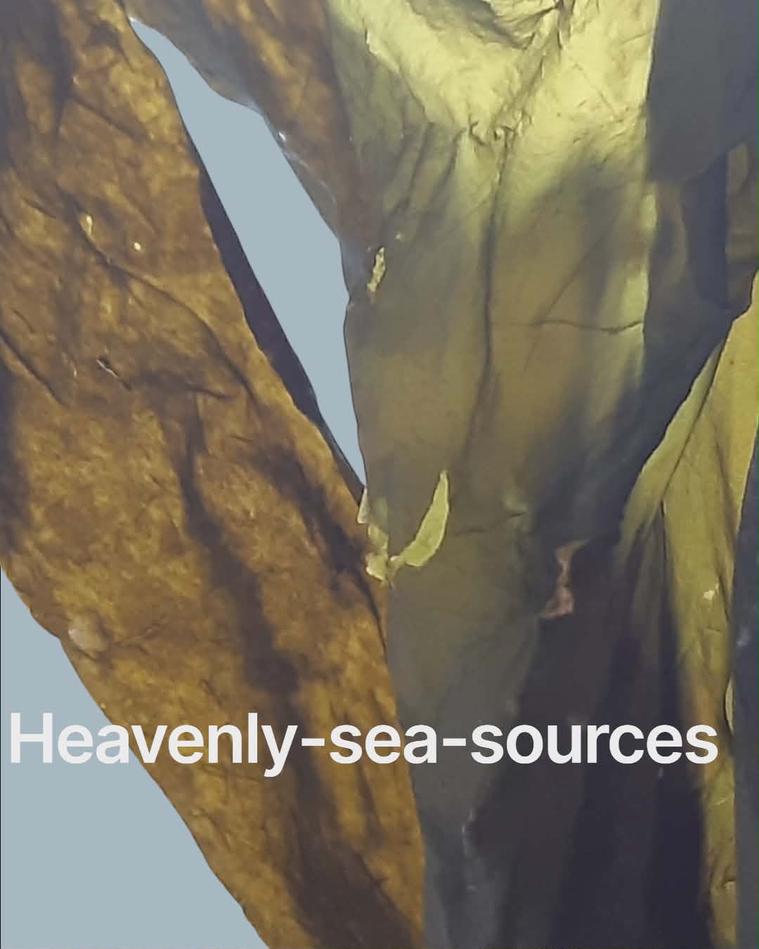 Mini Umami Blueberry & Blackberry  6 Pack